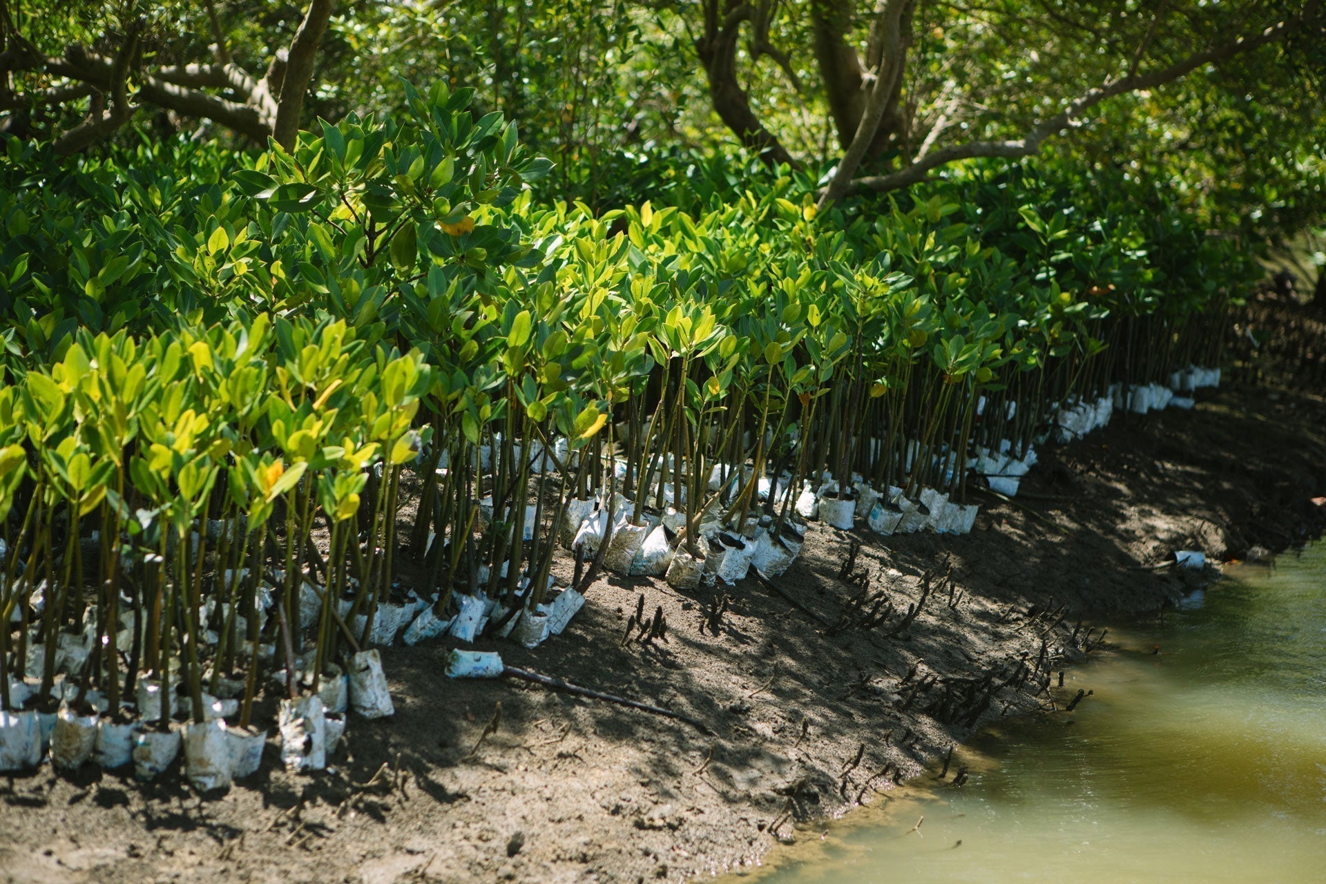 Our tree planting partnership helping to reforest damaged mangrove region in Kenya.